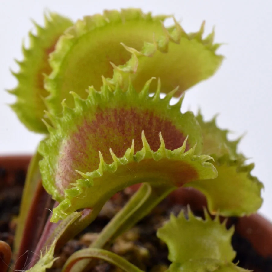 Dionaea muscipula "Eruption"