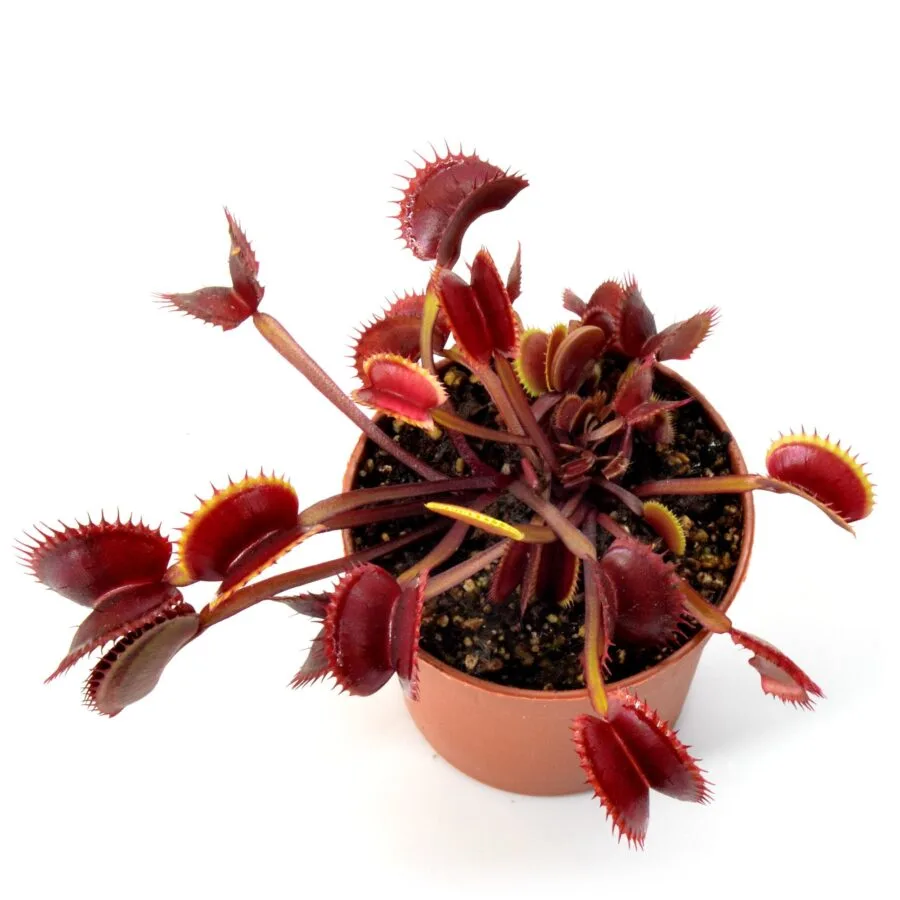 Dionaea muscipula "FTS Archangel"