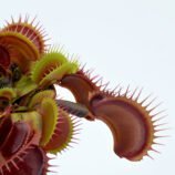 Dionaea muscipula FTS Flaming Lips