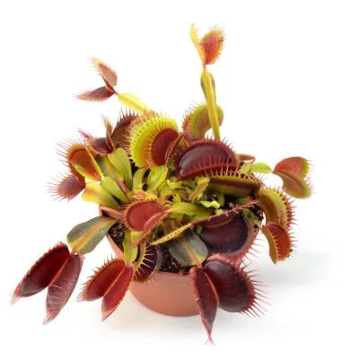 Dionaea muscipula FTS Flaming Lips