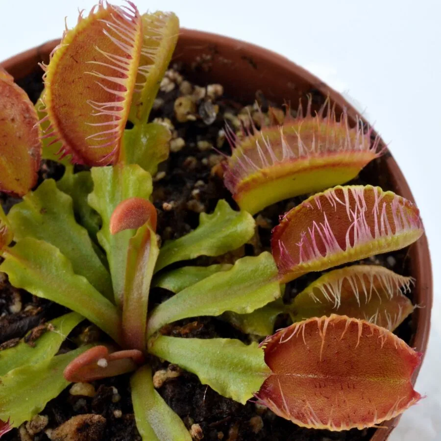 Dionaea muscipula Fiamma