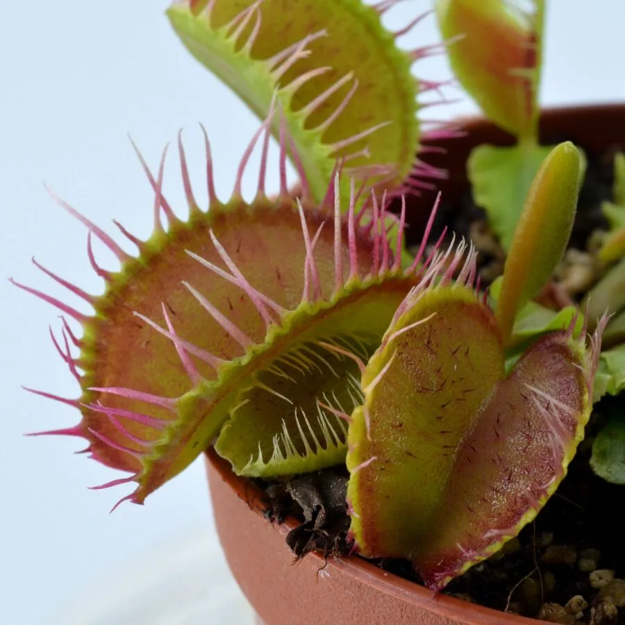 Dionaea muscipula Fiamma