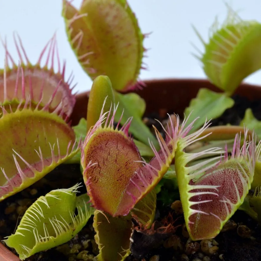 Dionaea muscipula Fiamma