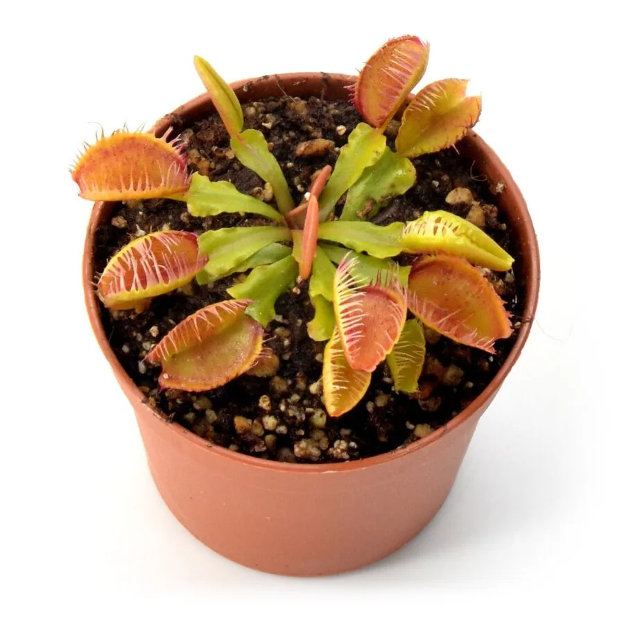 Dionaea muscipula “Fiamma"