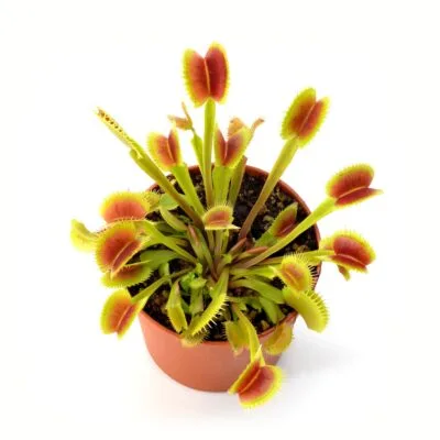 Dionaea muscipula Fico d'India