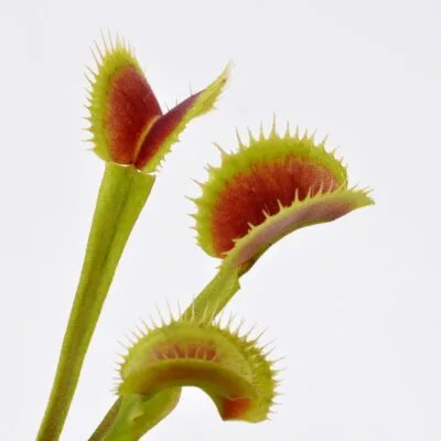 Dionaea muscipula Fico d'India