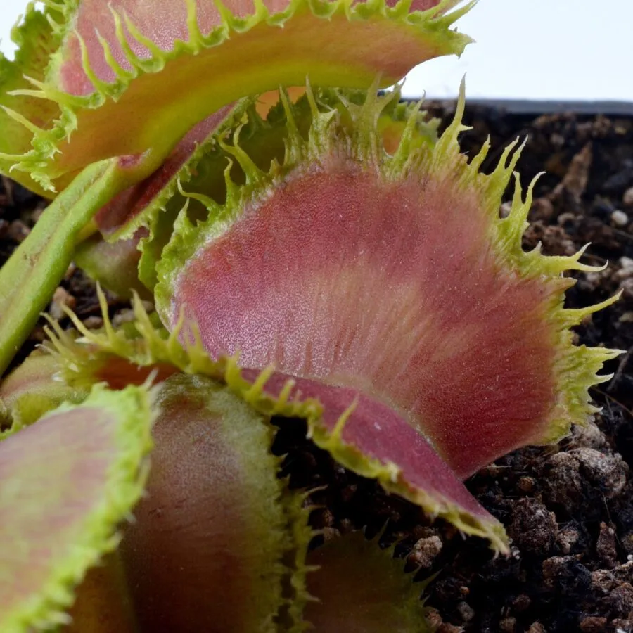 Dionaea muscipula “Fuego Radioactivo”