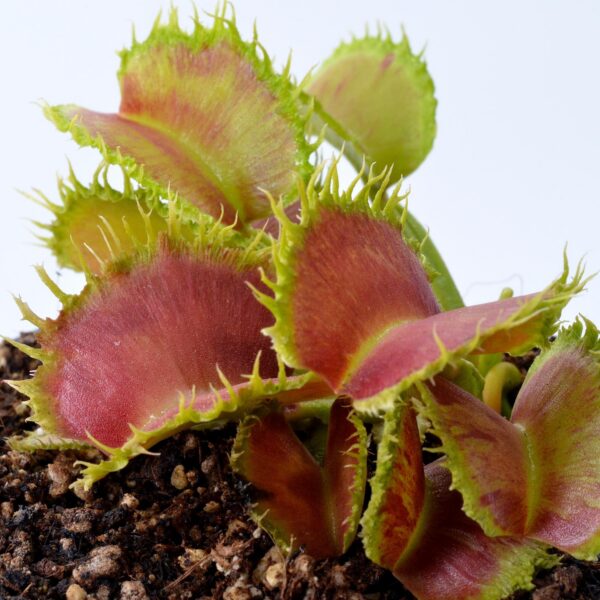 Dionaea muscipula “Fuego Radioactivo”