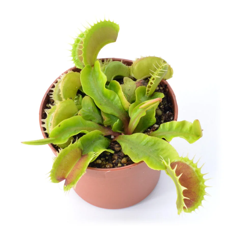 Dionaea muscipula "Extreme Fused Tooth"