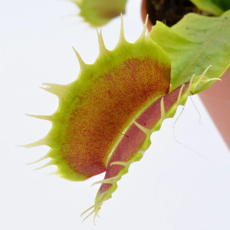 Dionaea muscipula "Extreme Fused Tooth"