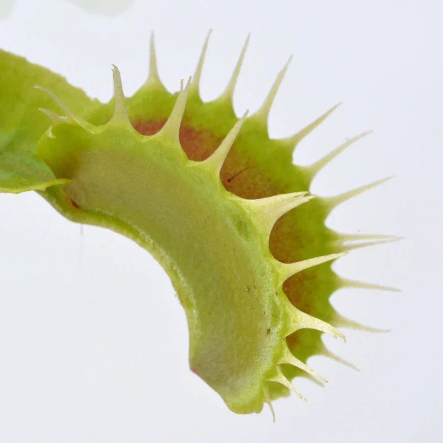 Dionaea muscipula "Extreme Fused Tooth"