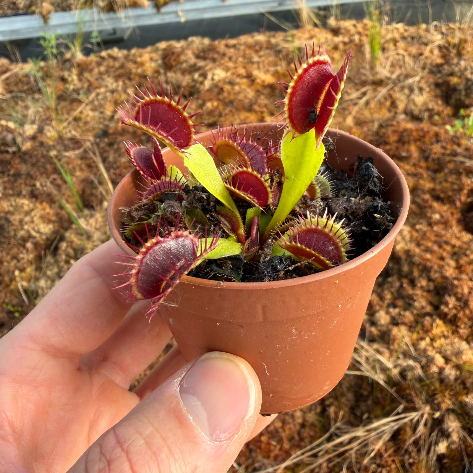 Dionaea muscipula Fussy Teeth
