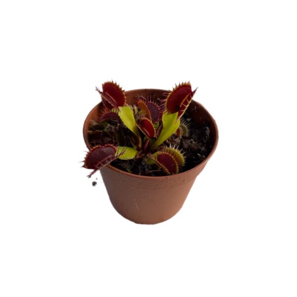 Dionaea muscipula Fussy Teeth