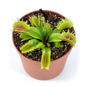 Dionaea muscipula "Fuzzy Tooth"