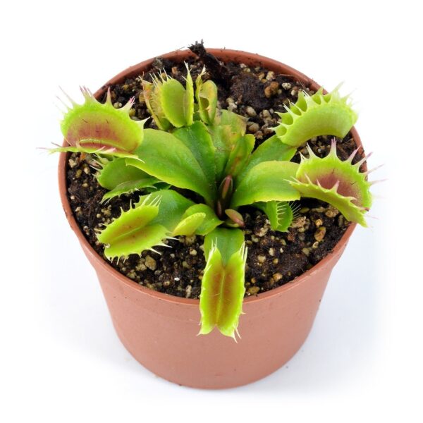 Dionaea muscipula "Fuzzy Teeth"
