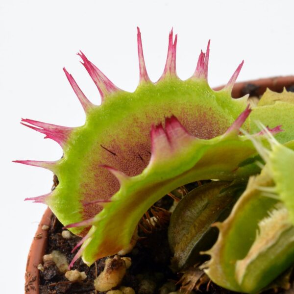 Dionaea muscipula "Fuzzy Tooth"