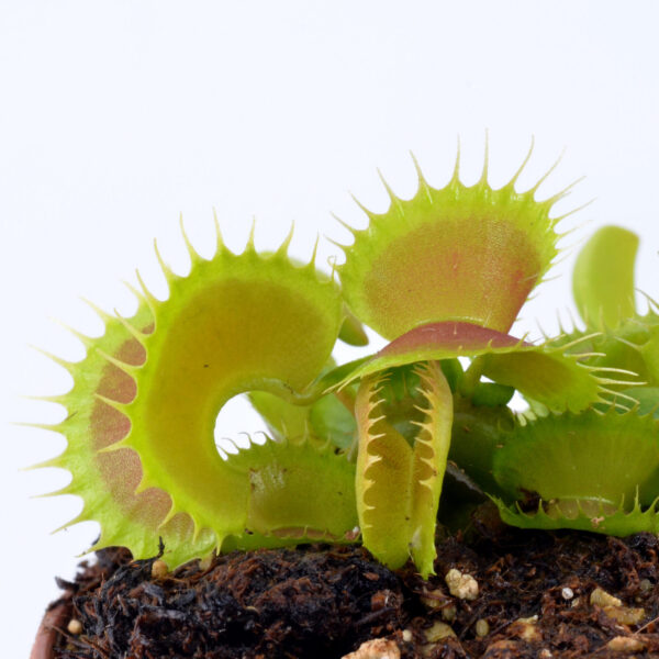 Dionaea muscipula "GJ Bloody Nurse"