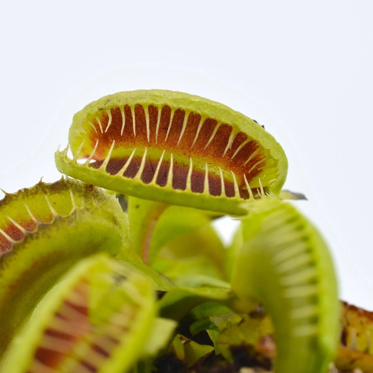 Dionaea muscipula GJ Maratchi