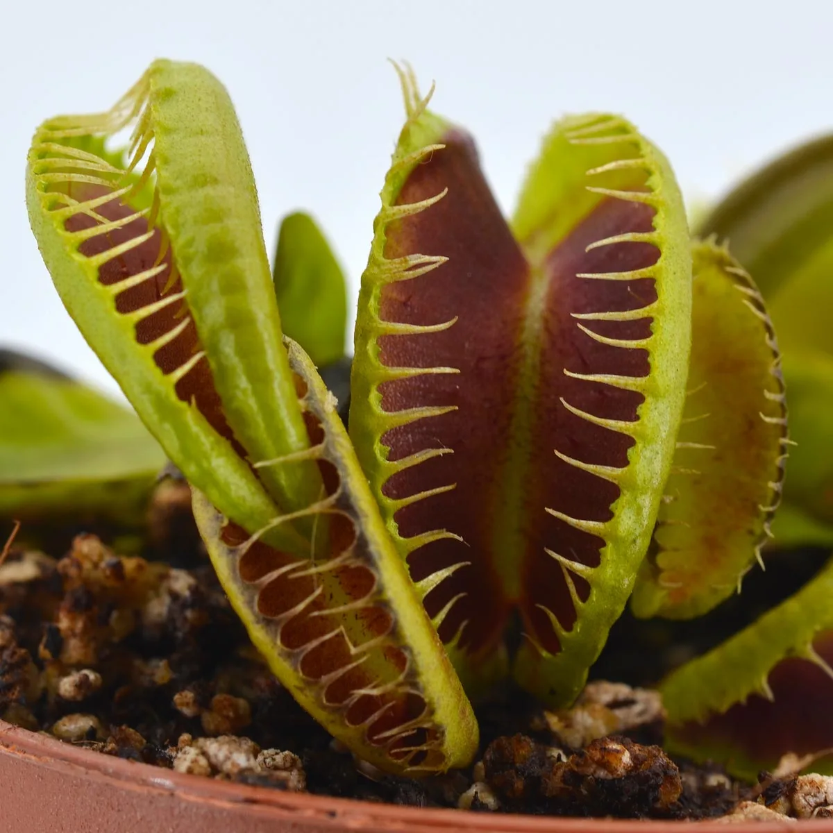 Dionaea muscipula GJ Maratchi