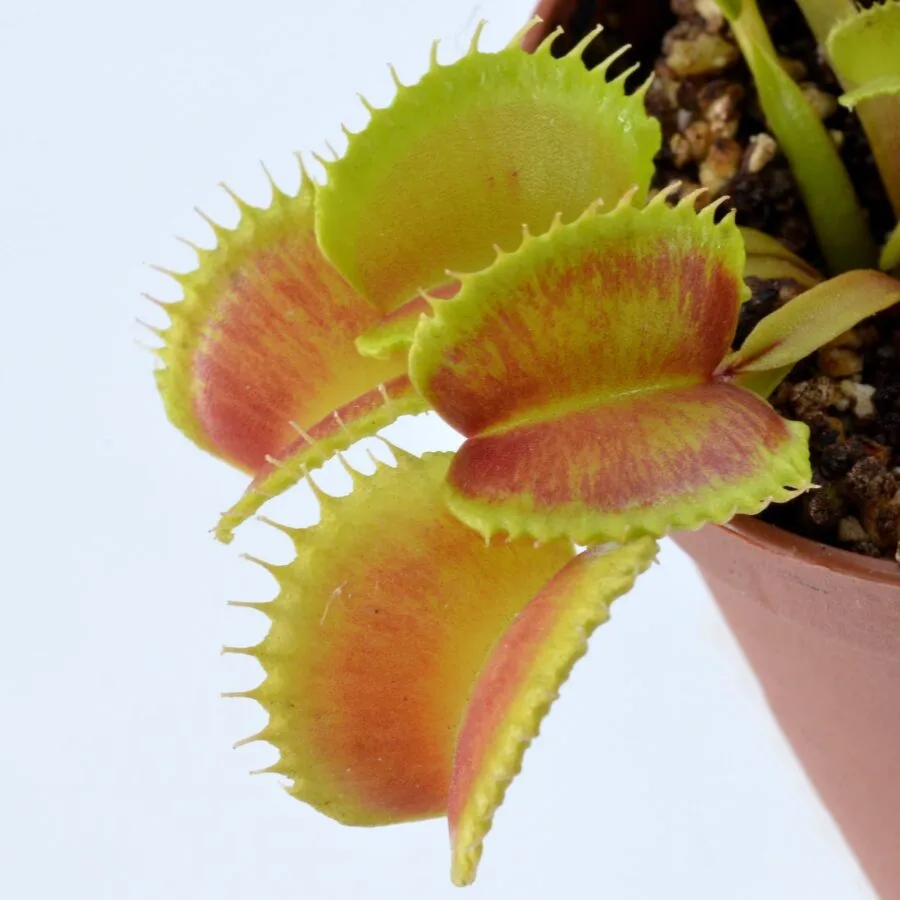 Dionaea muscipula Green Wizard x Harlequin #3