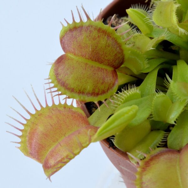Dionaea muscipula Galaxy
