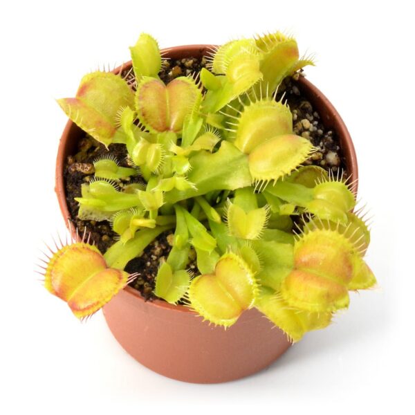 Dionaea muscipula Galaxy