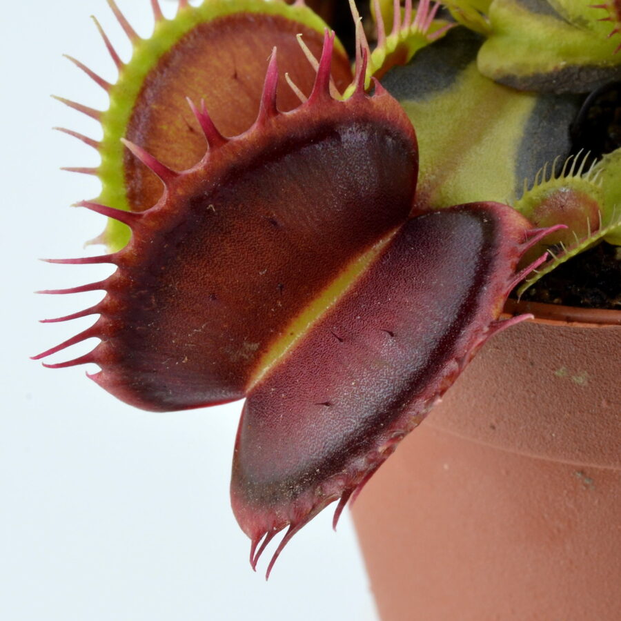 Dionaea muscipula Gargoyle