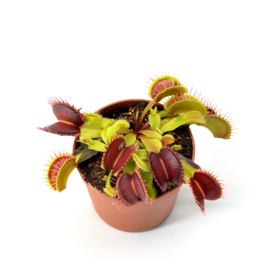 Dionaea muscipula Gargoyle