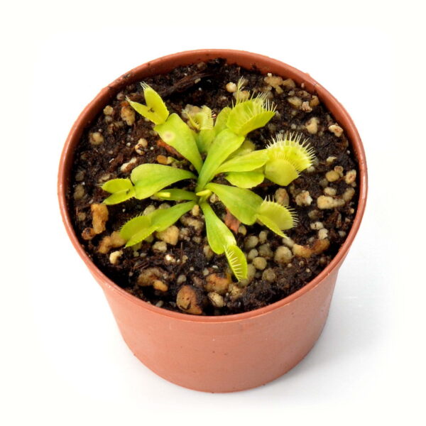 Dionaea muscipula 'Genepine'