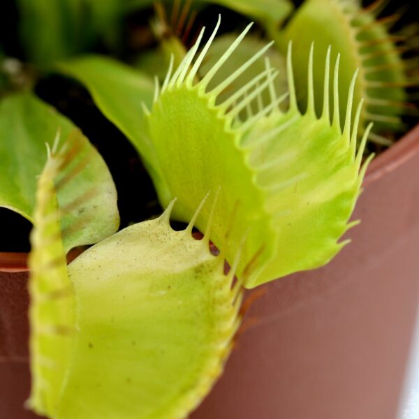 Dionaea muscipula 'Genepine'