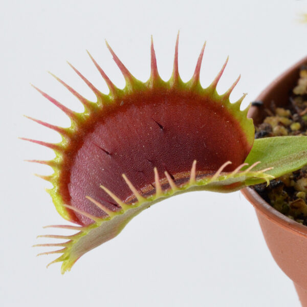 Dionaea muscipula “Giant Big Mouth”