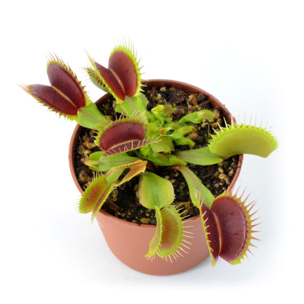 Dionaea muscipula “Giant Big Mouth”