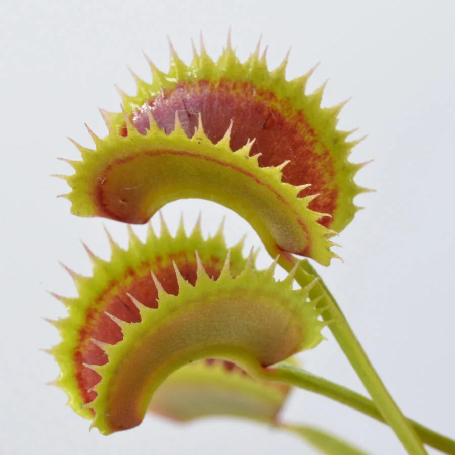 Dionaea muscipula "Great White Shark"