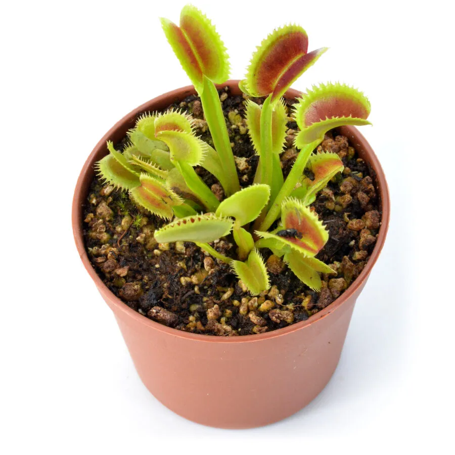 Dionaea muscipula "Great White Shark"