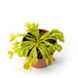 Dionaea muscipula Green Dog