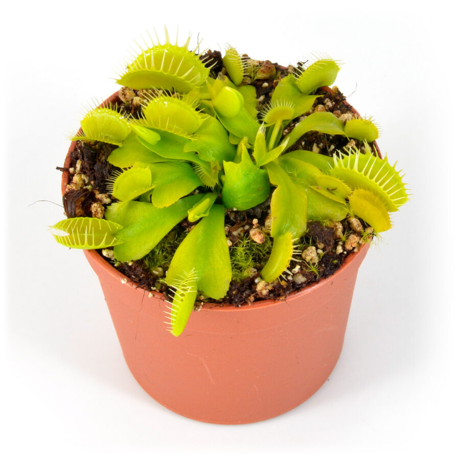 Dionaea muscipula Green Fused Teeth