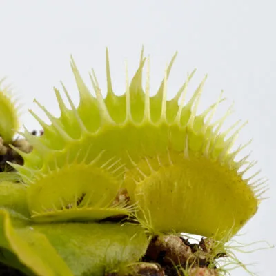 Dionaea muscipula Green Fused Teeth