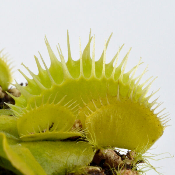 Dionaea muscipula Green Fused Teeth