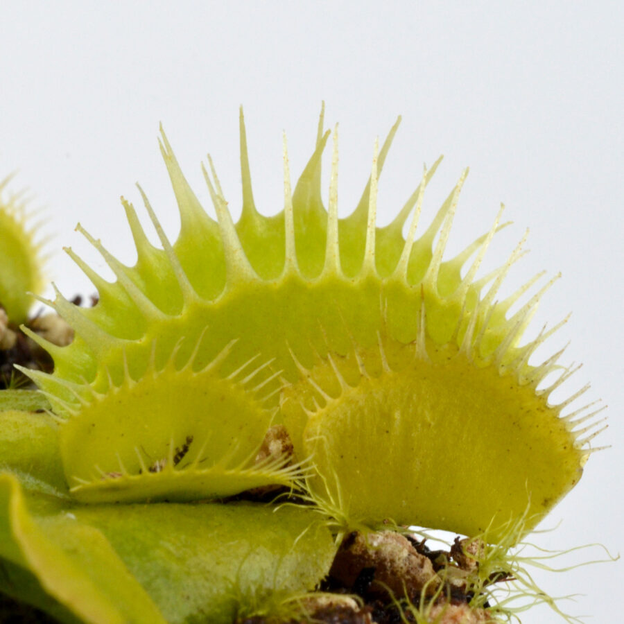 Dionaea muscipula Green Fused Teeth