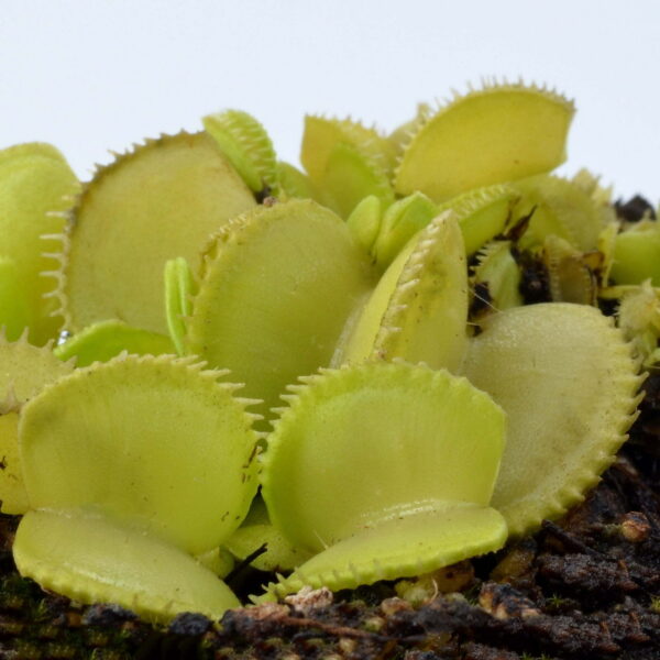 Dionaea muscipula Green Wizard