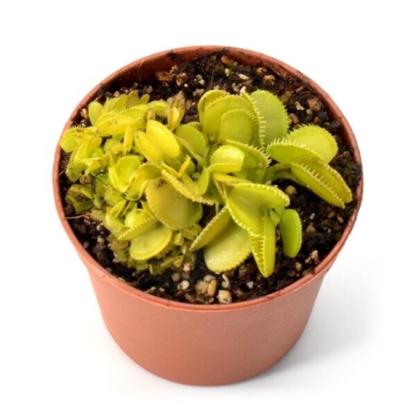 Dionaea muscipula Green Wizard