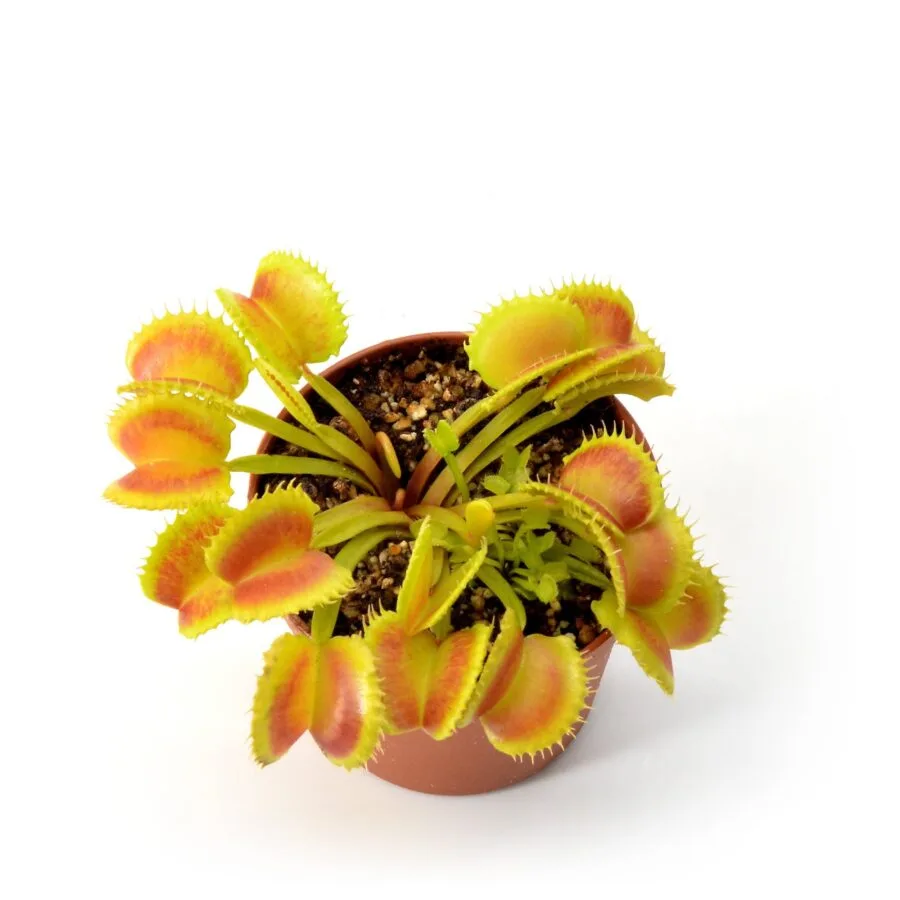 Dionaea muscipula Green Wizard x Harlequin #3
