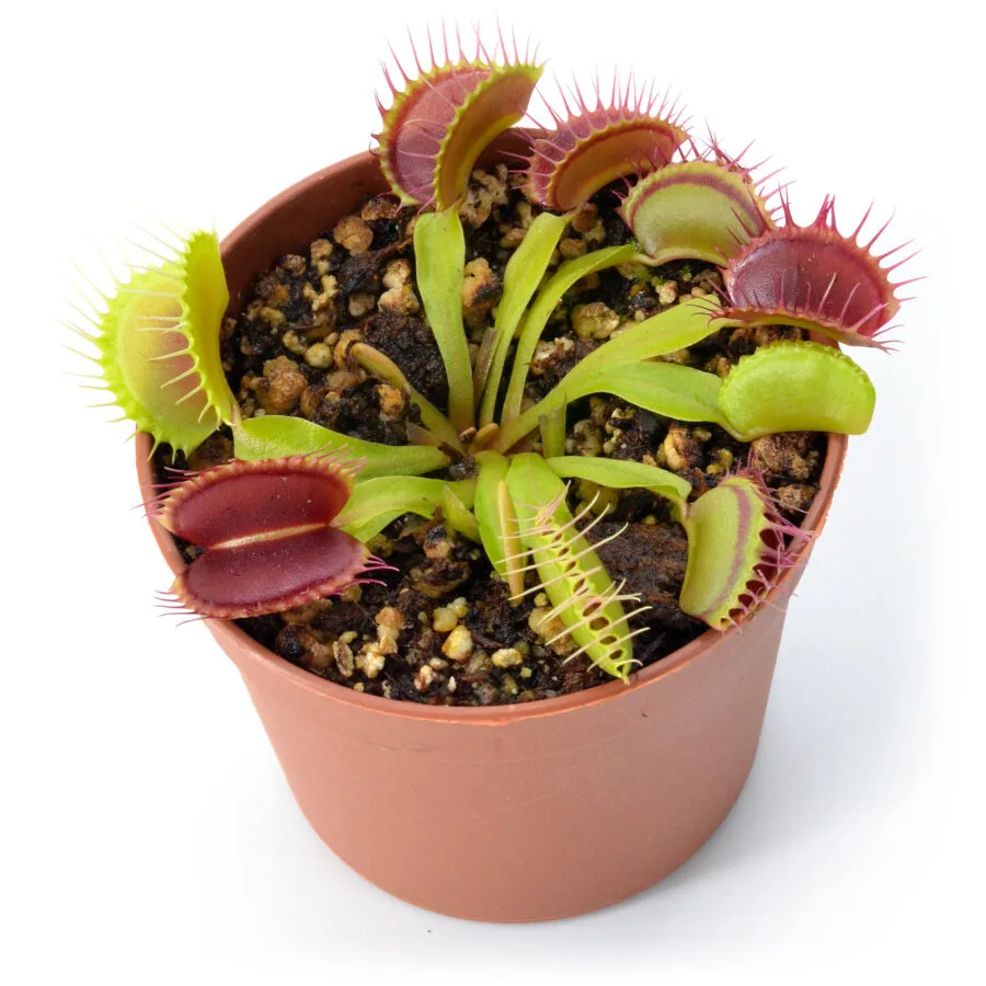 Dionaea muscipula “H3O”