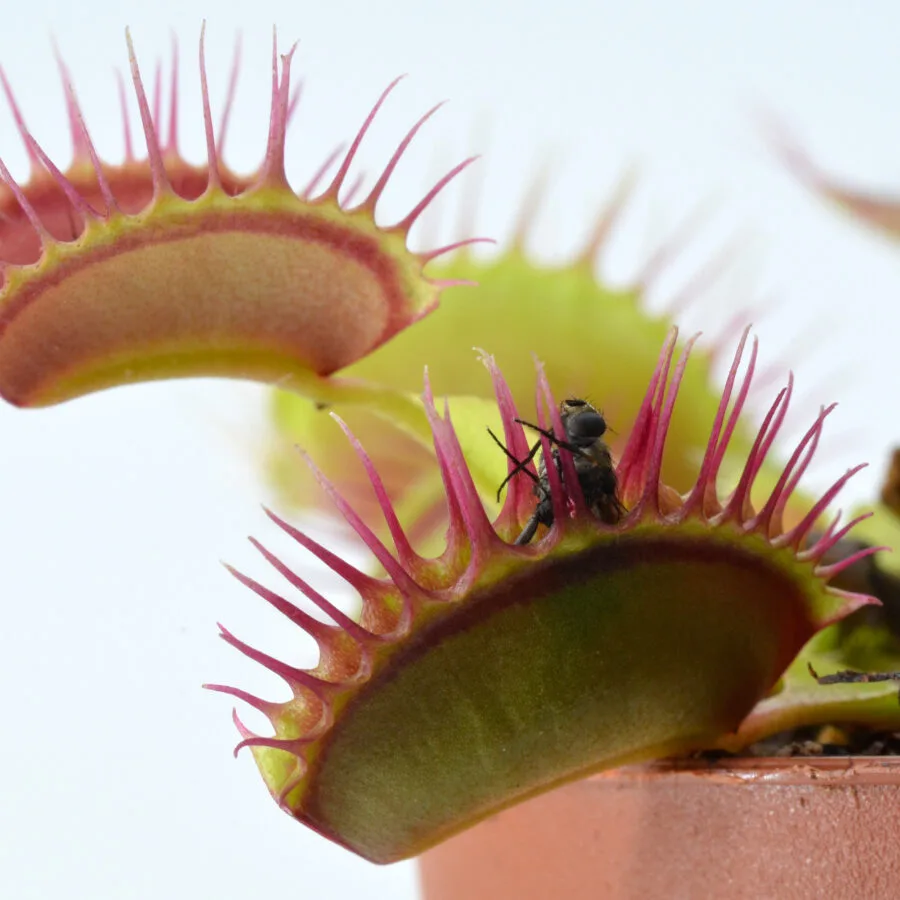 Dionaea muscipula “H3O”