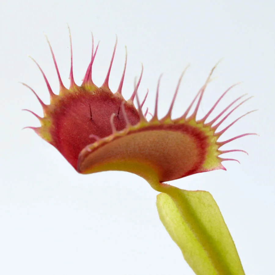 Dionaea muscipula “H3O”