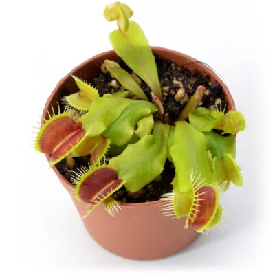 Dionaea muscipula "Hammerhead Shark"