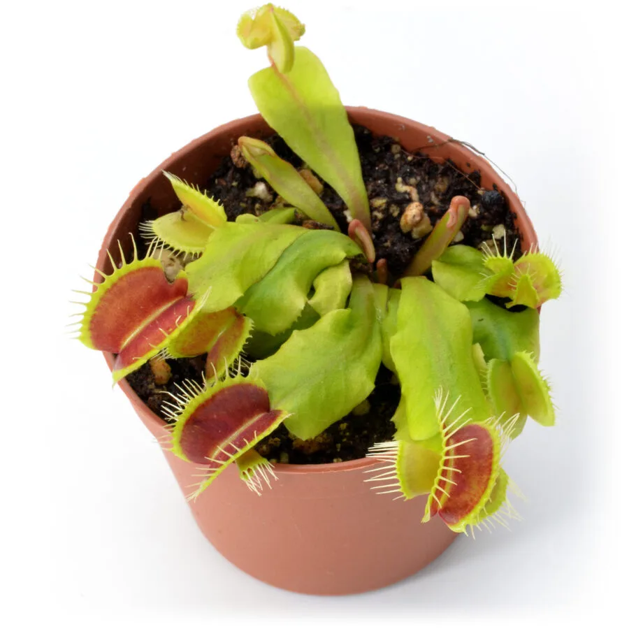 Dionaea muscipula "Hammerhead Shark"