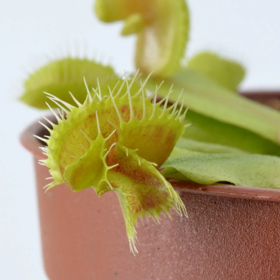 Dionaea muscipula "Hammerhead Shark"