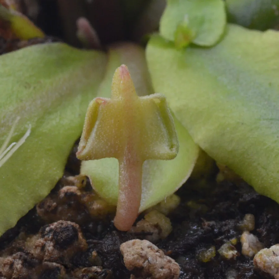 Dionaea muscipula "Hammerhead Shark"