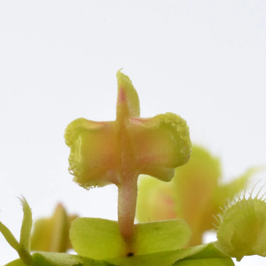 Dionaea muscipula "Hammerhead Shark"